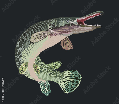 Drawing aligator gar, monster fish, art.illustration, vector