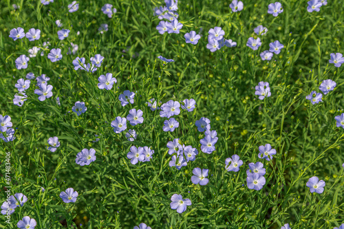 Beautiful blooming blue flax field in the countryside
