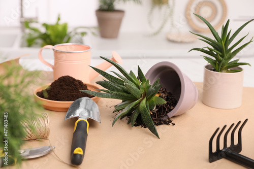 Beautiful houseplants and gardening tools on table indoors photo