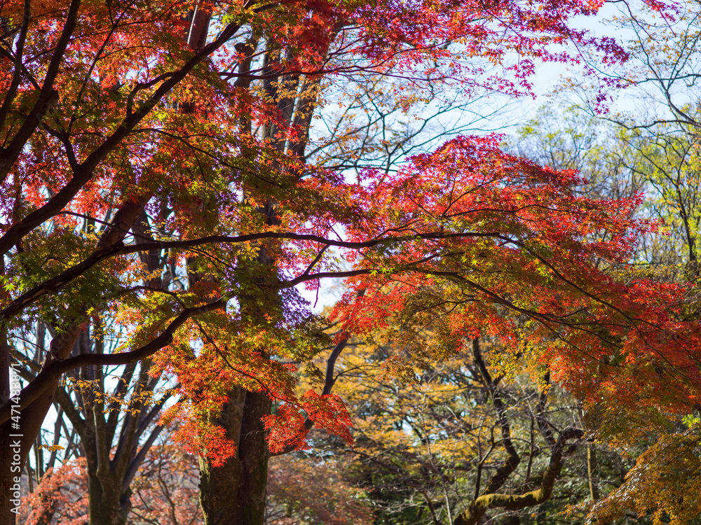 紅葉