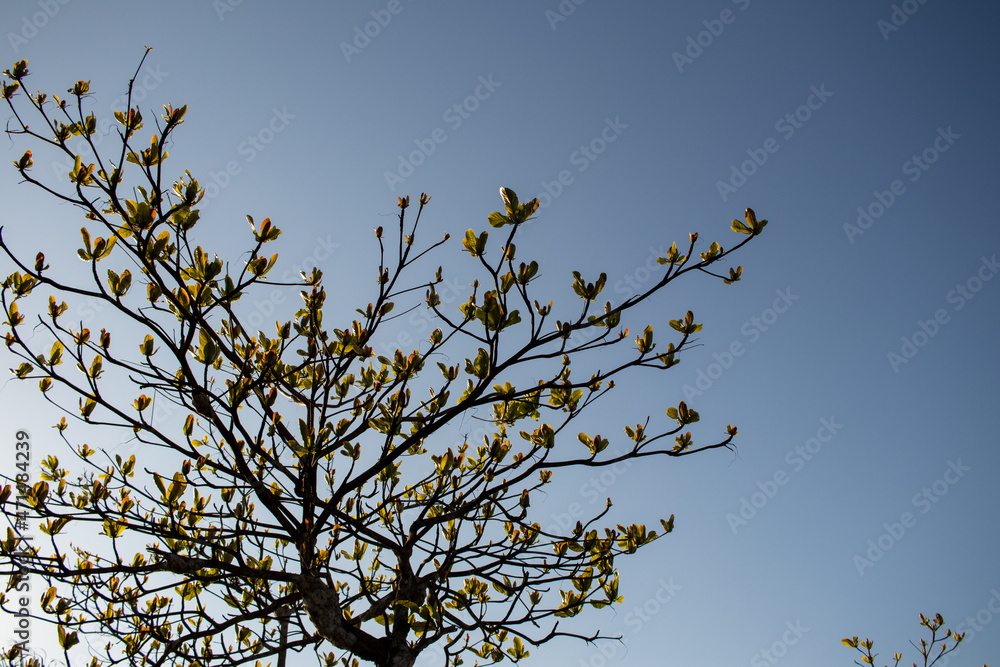 tree leaves in the wind, cloudless blue sky on a summer day. tree leaves in the wind, cloudless blue sky on a summer day.