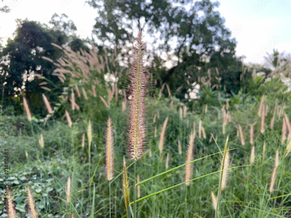 Fototapeta premium grass in a field