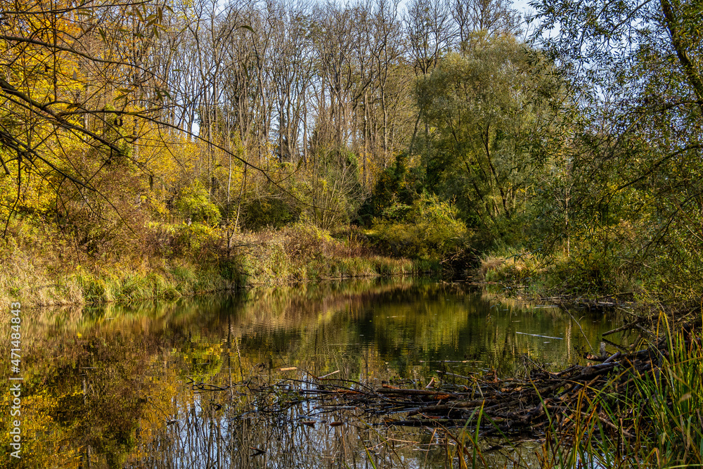 Autumnal atmosphere in the forest along the River Isar in Ismaning, Munich, Bavaria in Germany