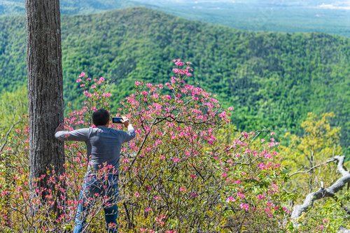 Tourist man back photographing pink rhododendron wild flowers with smartphone in Blue Ridge Mountains, Virginia parkway spring springtime sunny day photo