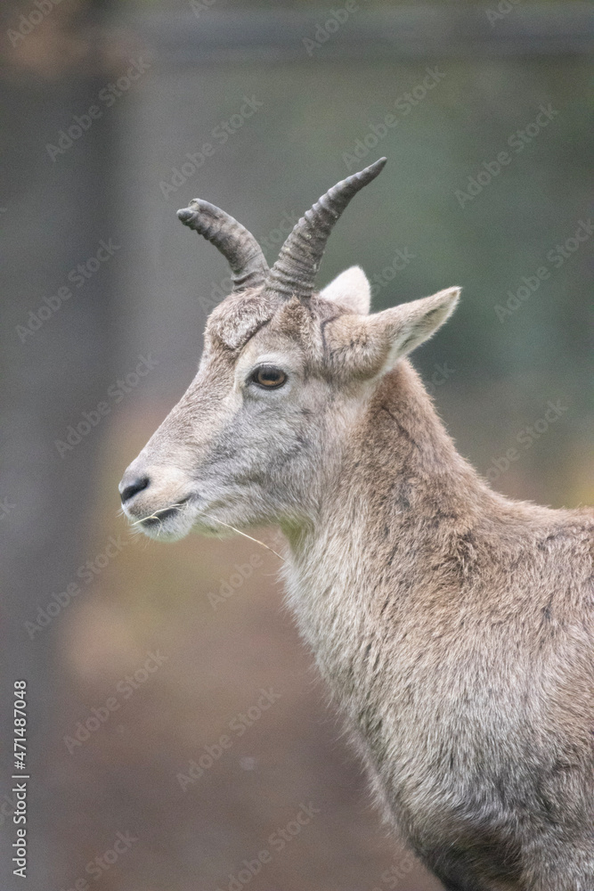 goat goat