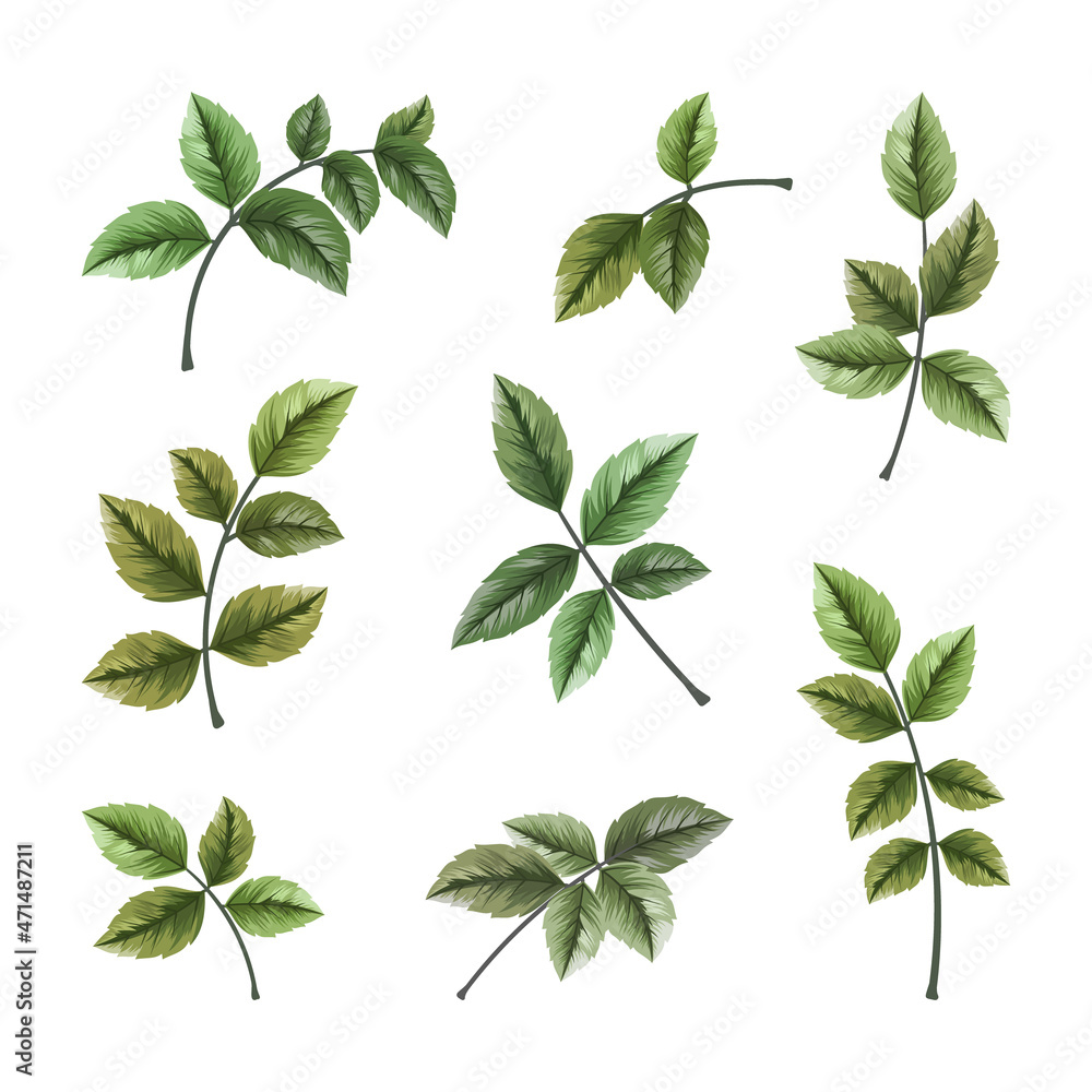 Collection of wild and herbs leaves branch on white background. Collection of wild and herbs leaves branch on white background.