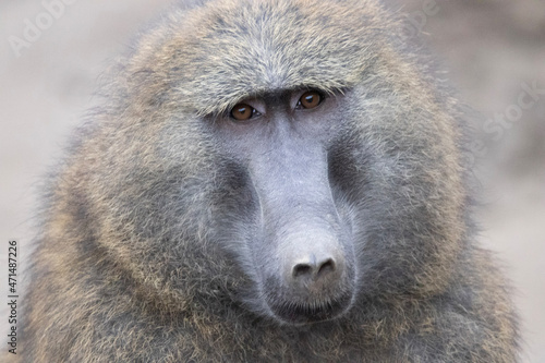 baboon sitting in the ground photo