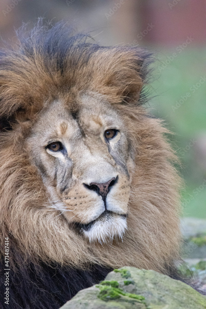 portrait of a lion