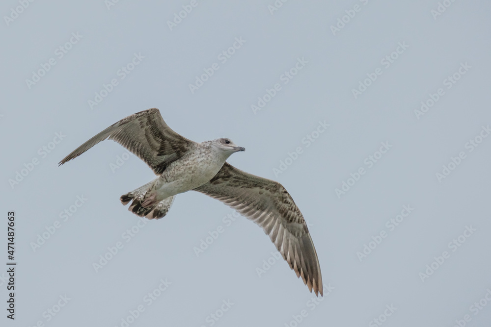 Obraz premium Yellow-legged gull - Larus michahellis