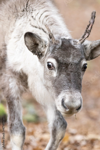 close up of a reindeer © Marco
