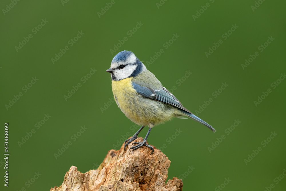 Eurasian blue tit sitting on a branch Eurasian blue tit sitting on a branch