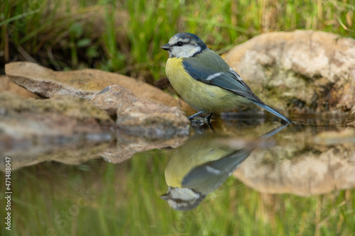 Mirror image of a eurasian blue tit at the corner of a puddle