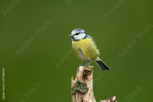 Eurasian blue tit sitting on a branch