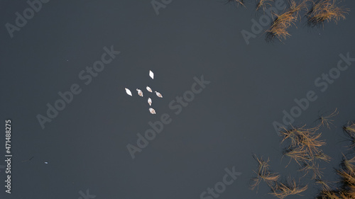 White swans swims on a smooth water surface. Dry reeds grow around. View from above © Aleksander