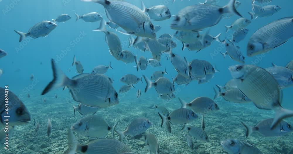 underwater fish scenery from mediterranean sea breams ocean scenery underwater landscape seabreams scuba divers to see underwater fish scenery from mediterranean sea breams ocean scenery underwater landscape seabreams scuba divers to see