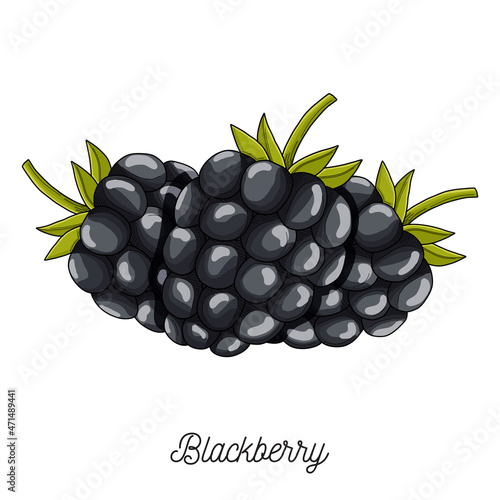 Blackberry fruit illustration hand drawn