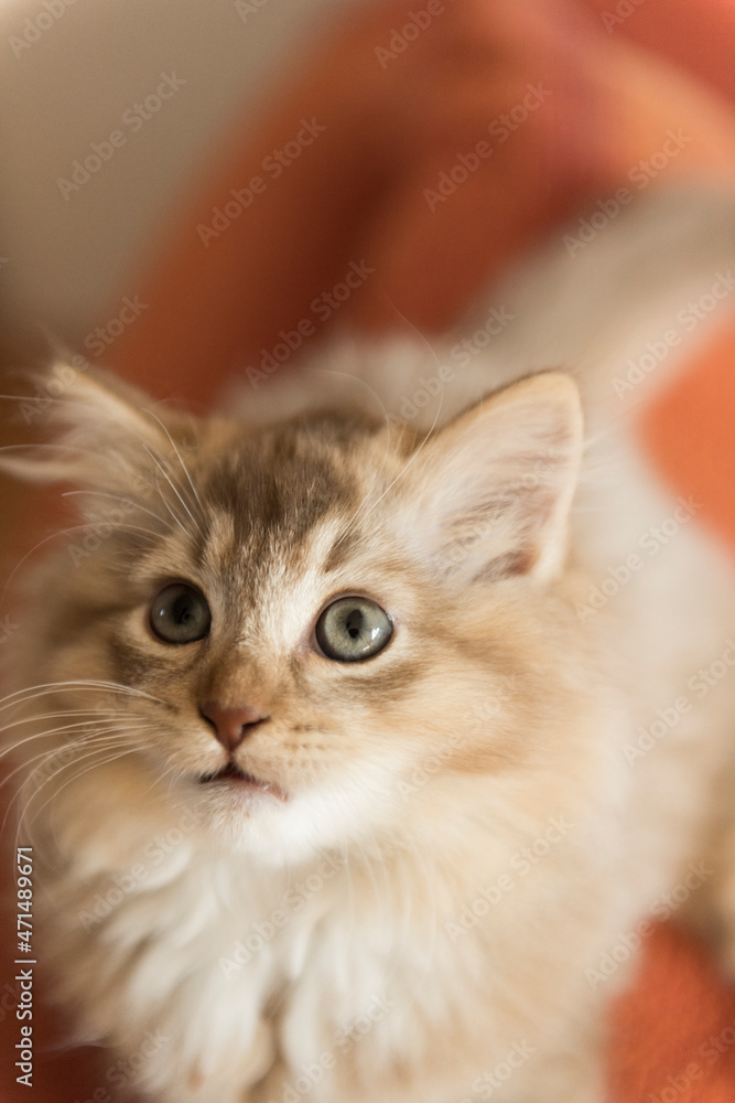 Sibirer Kätzchen in der Farbe Cinnamon