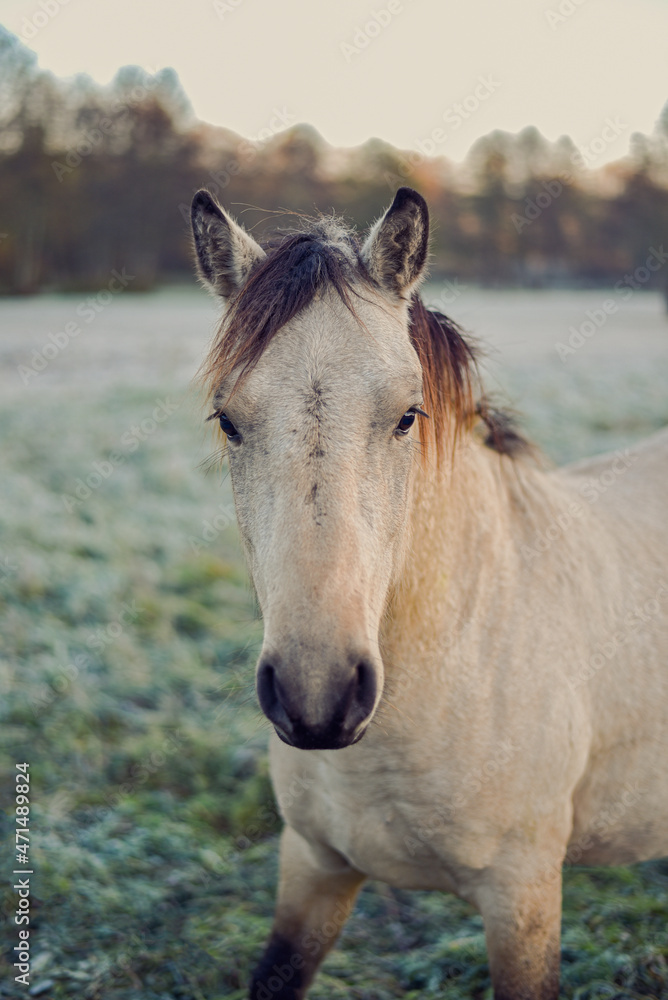 Obraz premium white young horse portrait, looking straight to camera