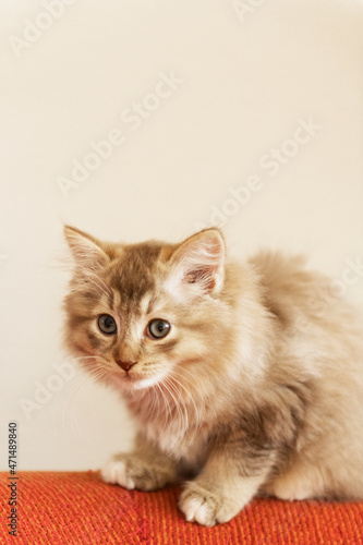 Sibirer Kitten Farbe Cinnamon © Heidi Bollich