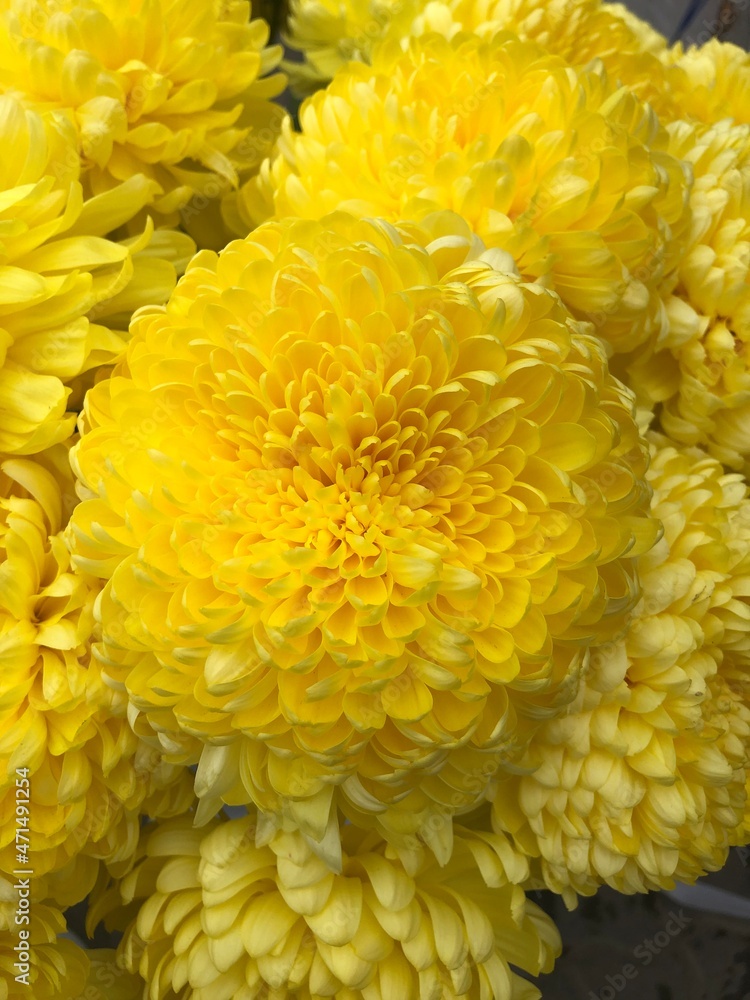 yellow chrysanthemum flowers