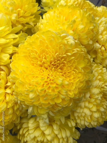yellow chrysanthemum flowers