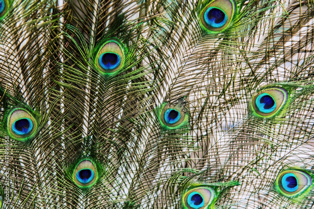 Obraz premium Peacock's beautiful feathers on a white background, close up