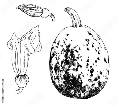 pumpkin flower sketch set. pumpkin plant, with flower and bud drawn in the style of a sketch with a pattern of stripes and spots, isolated black outline on white. autumn harvest of a whole pumpkin sid