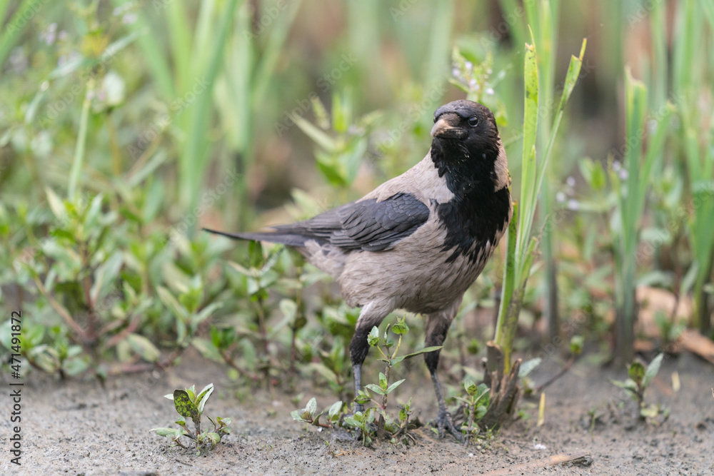 Obraz premium Craw on the ground