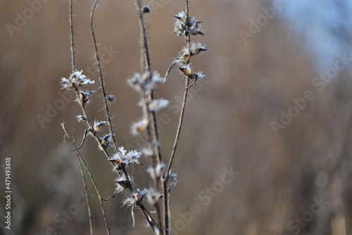 Flowers delicate close-up. © Mariia