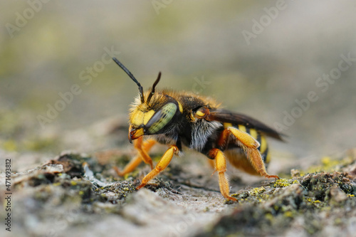 Closeup on a colorful yellow female oblong carder bee, Anthidium oblongatum