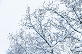 Landscape of trees in snow