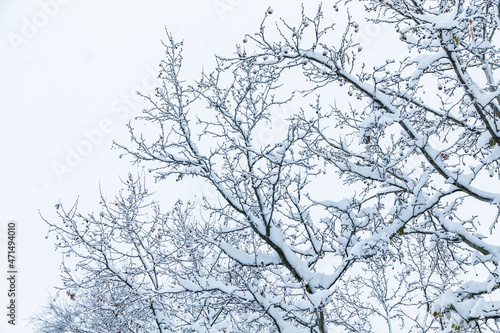 Wallpaper Mural Landscape of trees in snow Torontodigital.ca