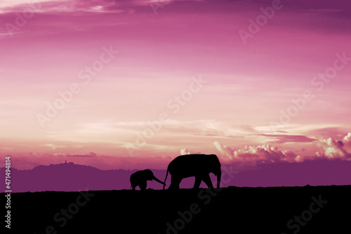 A mother elephant walks with her young cub. Silhouette image with extreme twilight background photo