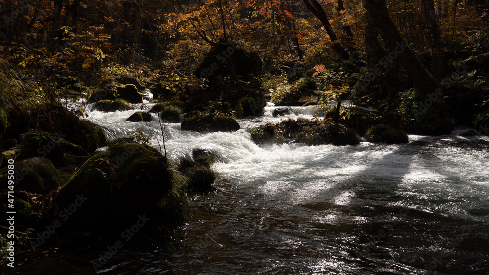 Fototapeta premium waterfall in the forest