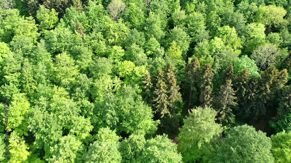 Wald von Oben Wald von Oben