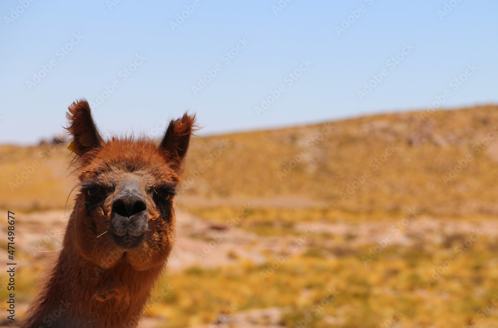 Obraz premium La llama es un mamífero artiodactilo domestico de la familia Camelidae abundante en la Puna o Altiplano
