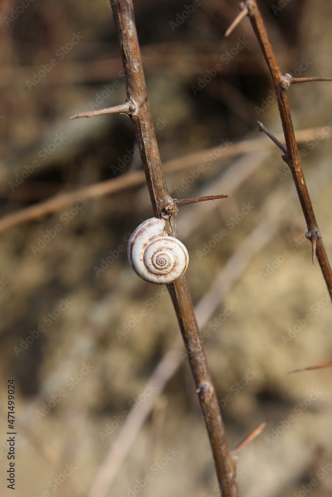 Snail's shell on a dry brown branch with long thorns Snail's shell on a dry brown branch with long thorns