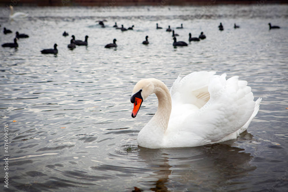 Obraz premium White swans on the lake near the city of Goryachy Klyuch. 