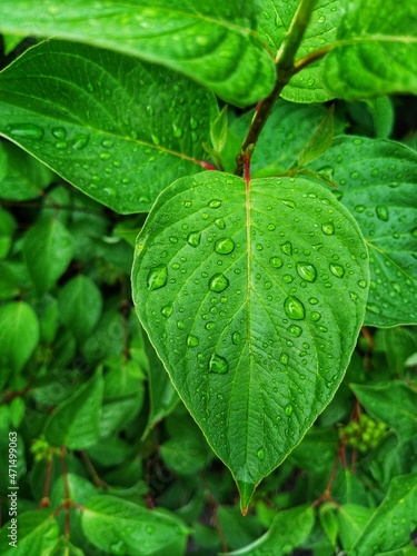 Macro photo of green leaf with crystal raindrops on it