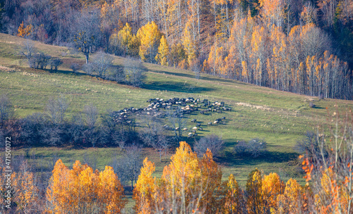 Panoramic shot of herd of sheep grazing on the green meadows with mountains - Savsat, Turkey