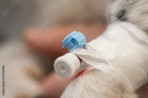 little sick jack russell terrier dog at the vet. Veterinarian prepares the dog for surgery and places a canula to give intravenous medication. photo