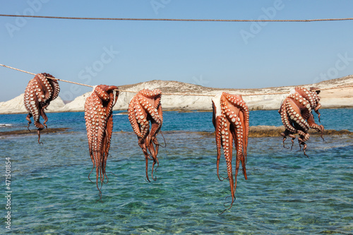 Octopus,  Milos, Cyclades, Greece
