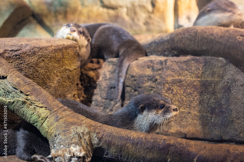 Joyful otters under the care of a human. Helping wild animals.