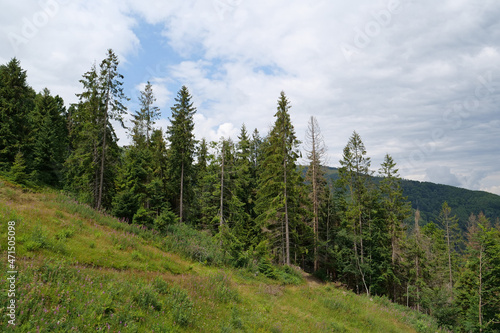 Forest in Carpathian Mountains in Ukraine