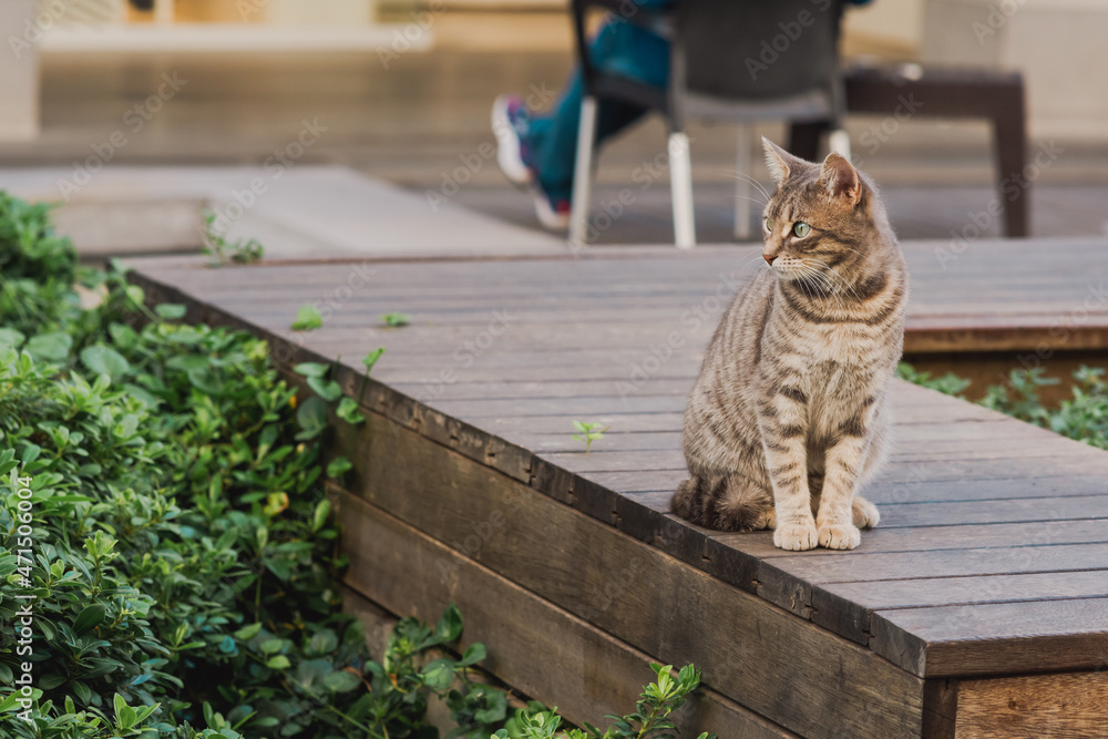 Obraz premium cat in an urban environment