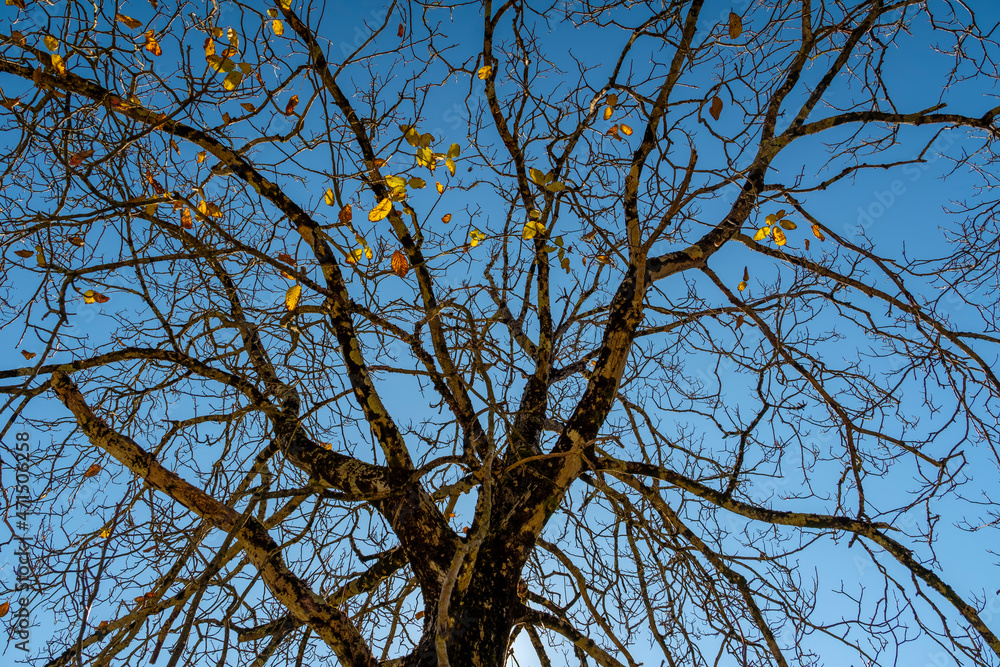Lonely tree with bare branches in winter season