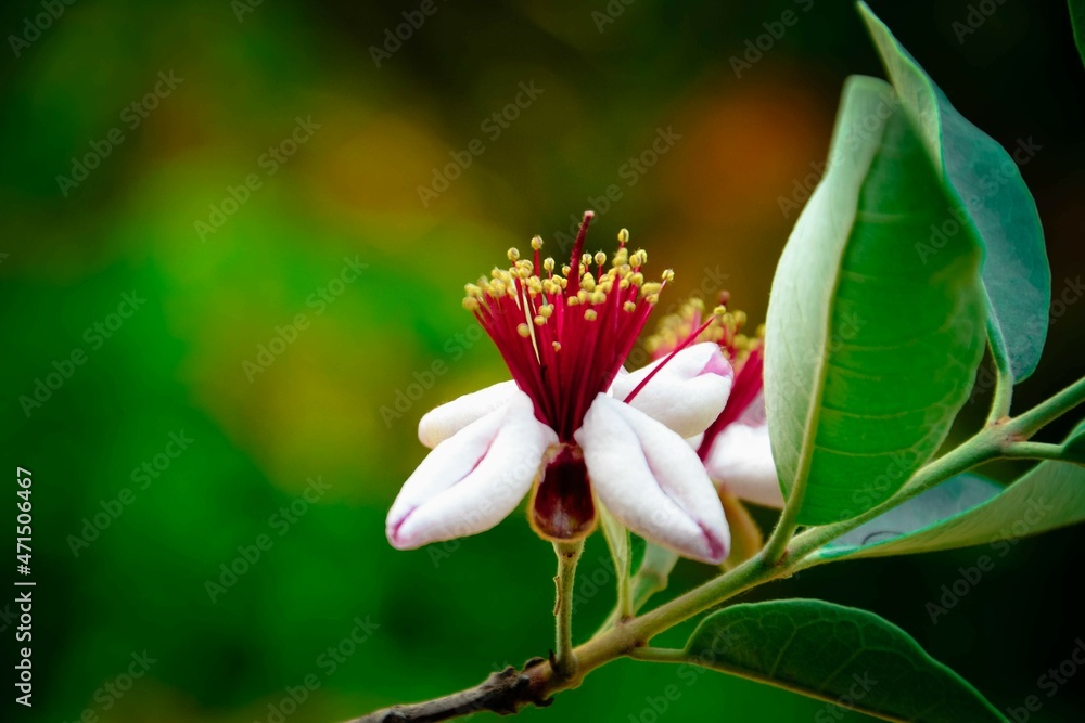 Fototapeta premium flower