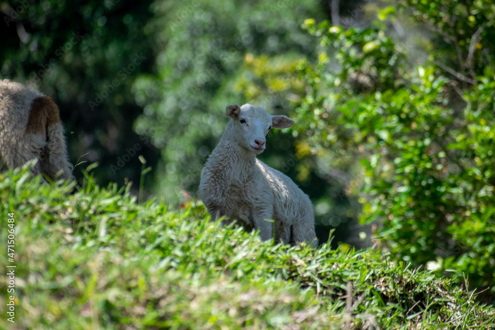 Animal en campo Animal en campo