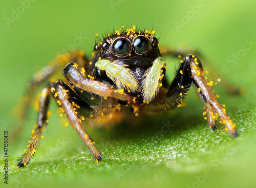 A macro image of a Jumping Spider - Heliophanus sp, close up portrait of jumping spider eyes