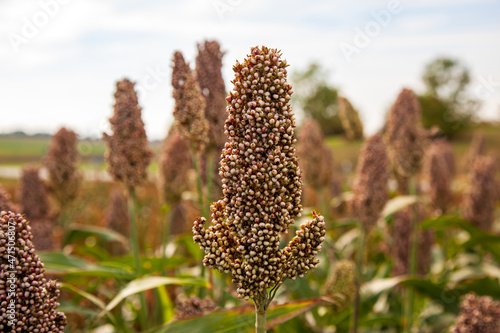Biofuel and new boom Food, Sorghum Plantation industry. Field of Sweet Sorghum stalk and seeds in sunlight. Agriculture Millet field of sorghum, named also Durra, Milo, or Jowari. Healthy nutrients photo